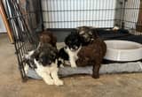 Cockapoo Puppies Hunt Forever Home