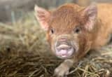 Purebred Kune Kune Boar!