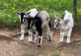 3 Blue Eyed Nigerian Dwarf Baby Goats