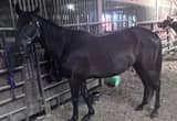Black Quarter Horse Mare