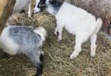 Nigerian Dwarf Goats