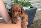 AKC Miniature Red Poodle Puppies