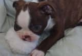 Boston Terrier