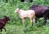 Brahma bull calf
