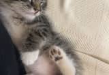Free Male Bobtail Kitten