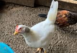 White Leghorn Hen