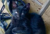 Black female kitten available!
