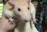 *SALE* Young and baby rats!
