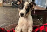 cute heeler mix pup for adoption