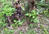 Mountain Cur Squirrel Dogs