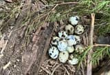 7 Coturnix Quail