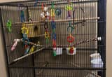 parakeets and cage