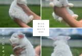 Holland Lop Babies