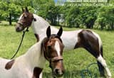 Fancy Spotted Saddle Gaited Gelding
