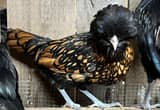 Golden Laced Polish hatching eggs