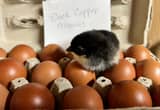 Black Copper Marans hatching eggs