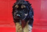 CavaPoos For Sale