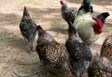 Wyandotte Hens and Barnyard Rooster