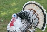big and beautiful male turkey