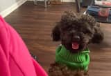 Pure Breed Toy Poodle