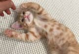 Adorable orange kitten!