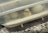 Easter Egger and Olive Egger chicks