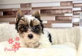 Paisley Quality Yorkie Financing Avail