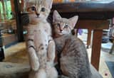 Adorable 9 week old kittens for adoption