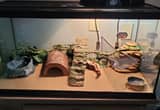 Free Bearded Dragon and Enclosure