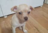 Chihuahua puppy 4sale