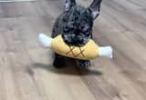 AKC Registered Frenchie Puppy