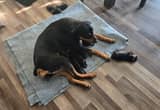 Rottweiler puppies available August 5th