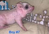 Baby Mini Pigs