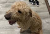 male goldendoodle