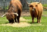 Highland Cattle starter herd