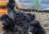 Sizzle Silkies Laying Hens