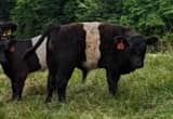 For sale: Registered Belted Galloway Bull