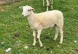 Ram lamb located in Bedford county , TN