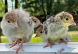 Turkey Poults/ Chicks
🦃🦃🦃🦃🦃🦃🦃