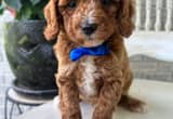 mini poodle male 10-12lbs CKC papered