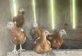 Red Sexlink Pullets