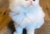 sweet Persian kitten