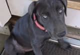 Lab Pup Spayed UTD Shots Worm housebroke