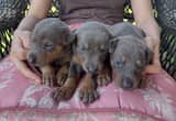 AKC Blue Doberman Pups