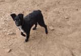 Miniature Australian Shepherd pup