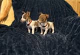 rat terrier puppys
