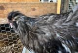 Silkie & Satin Roosters