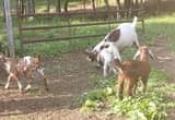 boer kiko baby goats