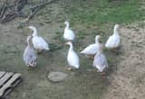 Sebastopol mix goslings