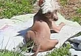Chinese crested male stud service